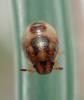 Holcostethus sp.